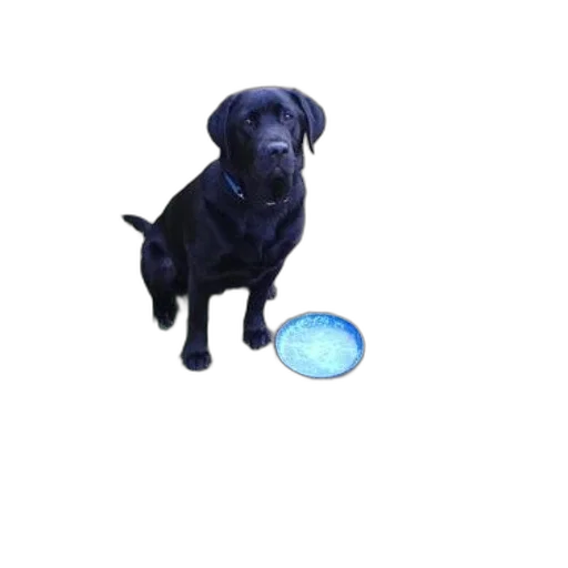 staff, animal, weapon, creature transparent PNG cut-out