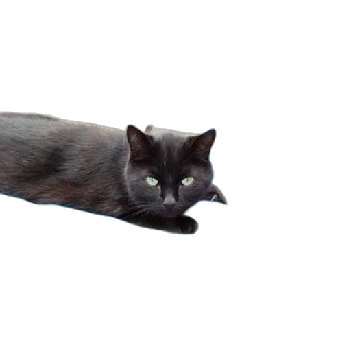 animal, creature, staff, weapon transparent PNG cut-out