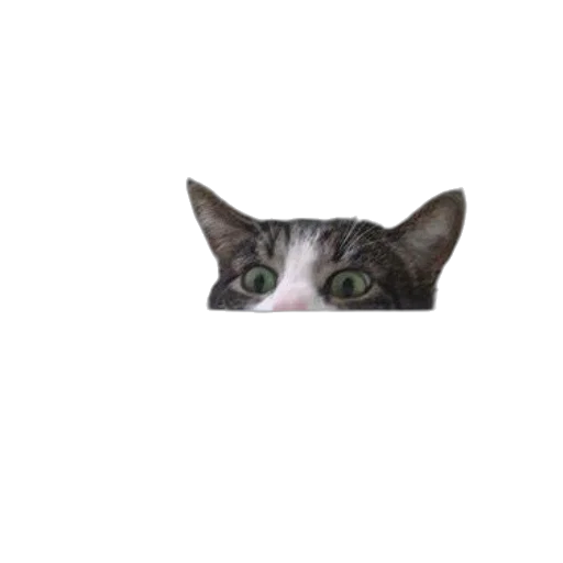 animal, creature, face, robot transparent PNG cut-out