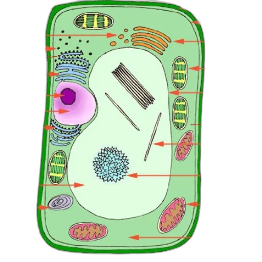detailed, diagram, plant, cell transparent PNG cut-out