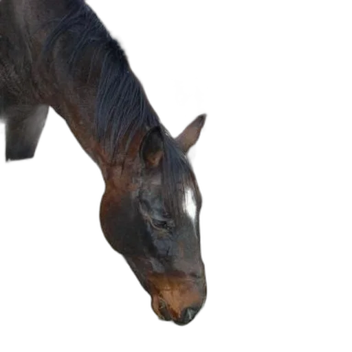 animal, creature, dragon, staff transparent PNG cut-out