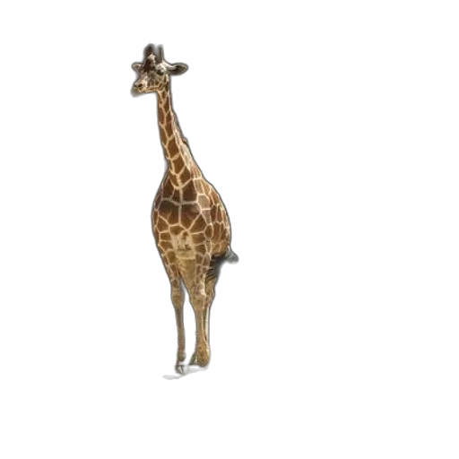 animal, creature, hat, staff transparent PNG cut-out
