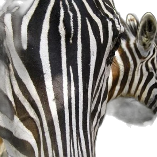 animal, creature, photorealistic, 3d render transparent PNG cut-out