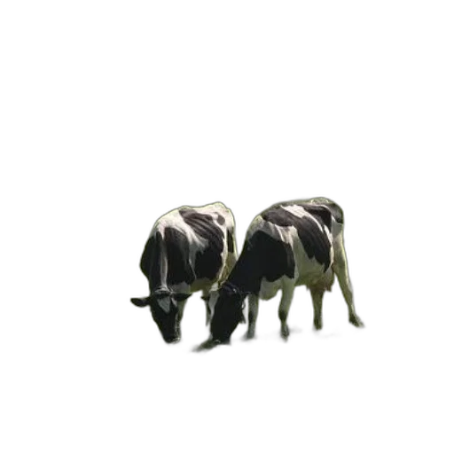 animal, creature, robot, jewelry transparent PNG cut-out