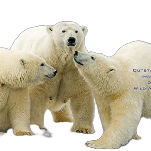 cover, alaska, wildlife, wilderness transparent PNG cut-out