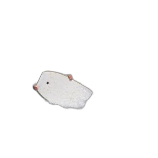 hat, animal, food, shoes transparent PNG cut-out