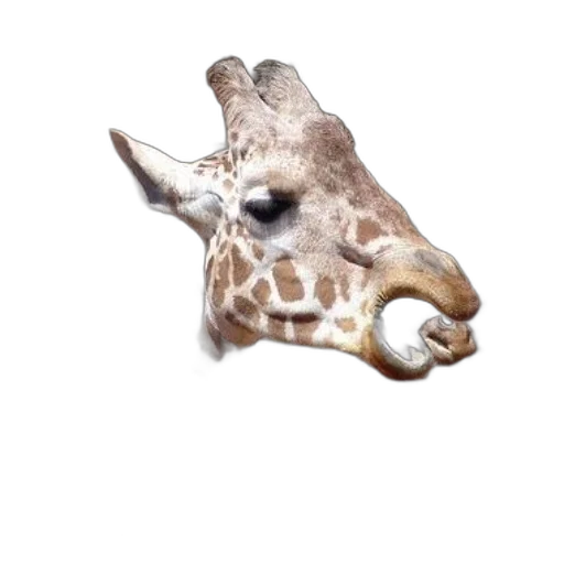 animal, creature, mask, face transparent PNG cut-out