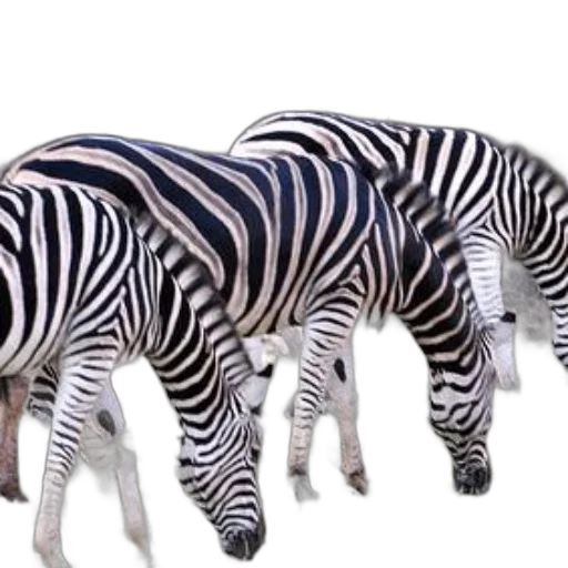 animal, creature, furniture, 3d render transparent PNG cut-out