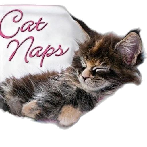 photorealistic, cute, kitten, sleeping transparent PNG cut-out