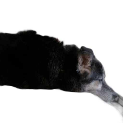 animal, staff, creature, face transparent PNG cut-out