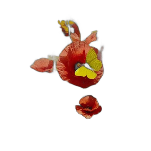 flower, crown, jewelry, dragon transparent PNG cut-out