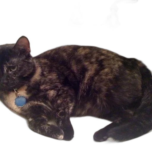 animal, staff, creature, jewelry transparent PNG cut-out