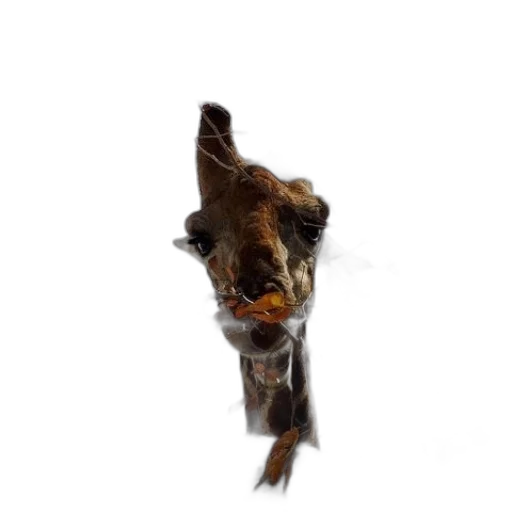 animal, creature, staff, face transparent PNG cut-out