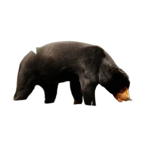 animal, food, creature, staff transparent PNG cut-out