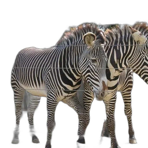 animal, creature, weapon, hat transparent PNG cut-out