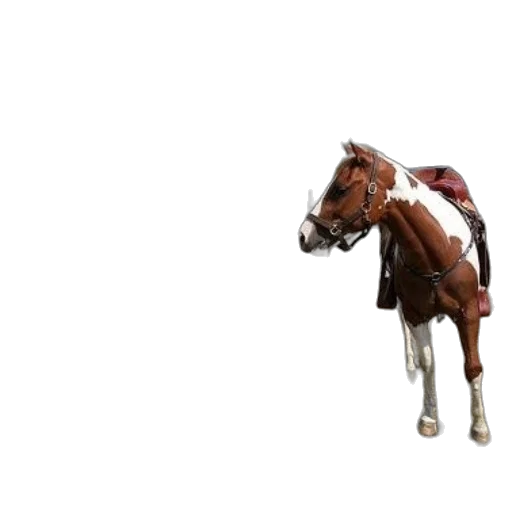 animal, staff, creature, weapon transparent PNG cut-out