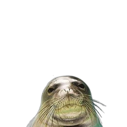 animal, creature, face, bottle transparent PNG cut-out