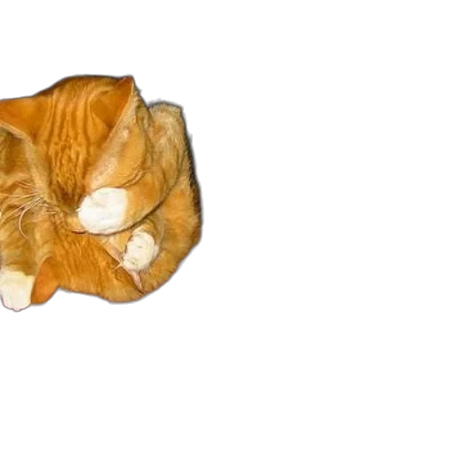 animal, jacket, food, shoes transparent PNG cut-out