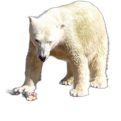 animal, creature, food, weapon transparent PNG cut-out