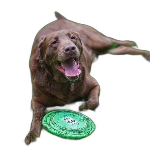 animal, creature, food, jewelry transparent PNG cut-out