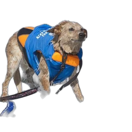 jacket, animal, creature, dog transparent PNG cut-out