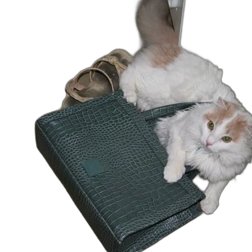furniture, shoes, animal, creature transparent PNG cut-out
