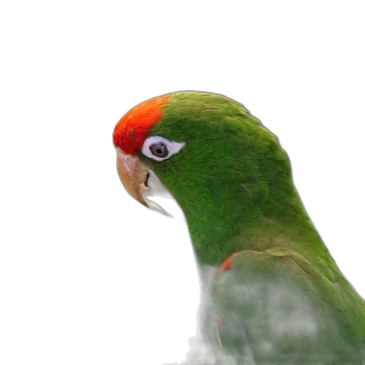 animal, creature, hat, face transparent PNG cut-out