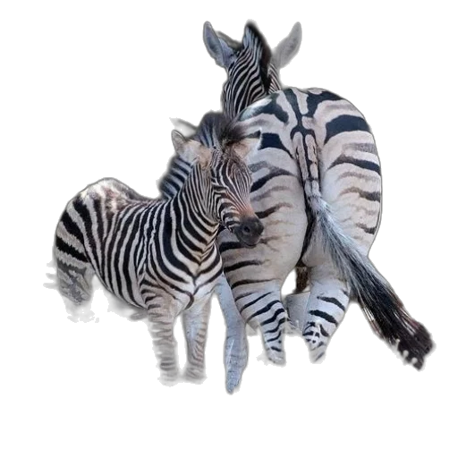 animal, creature, weapon, photorealistic transparent PNG cut-out