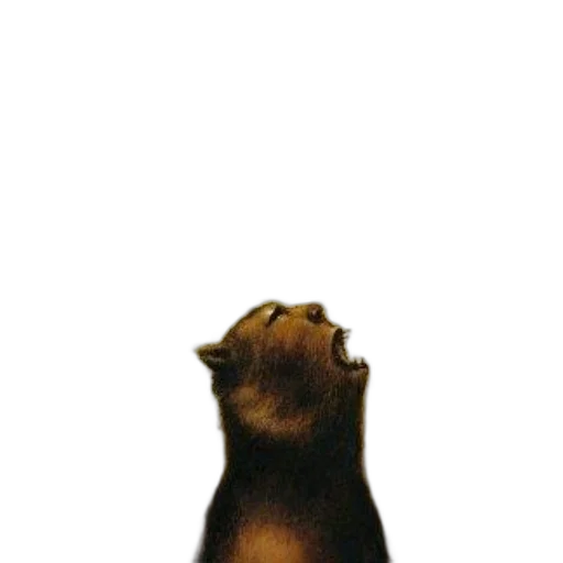 animal, staff, creature, hair transparent PNG cut-out