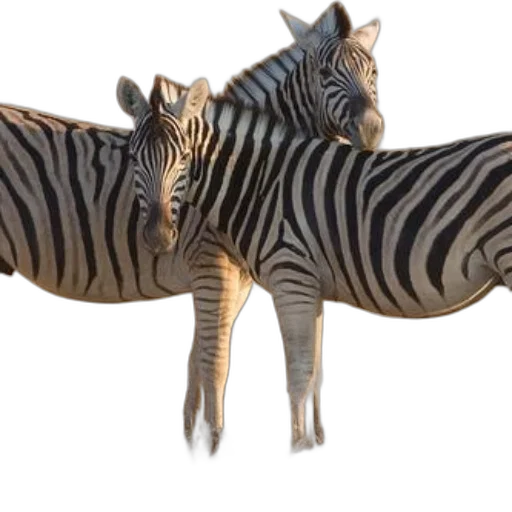 animal, creature, 3d render, concept art transparent PNG cut-out