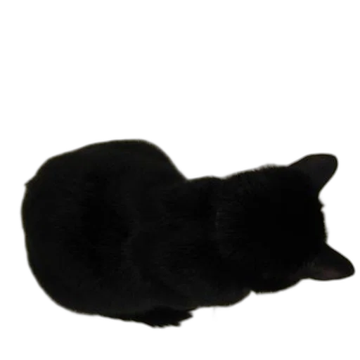 hat, animal, staff, hair transparent PNG cut-out