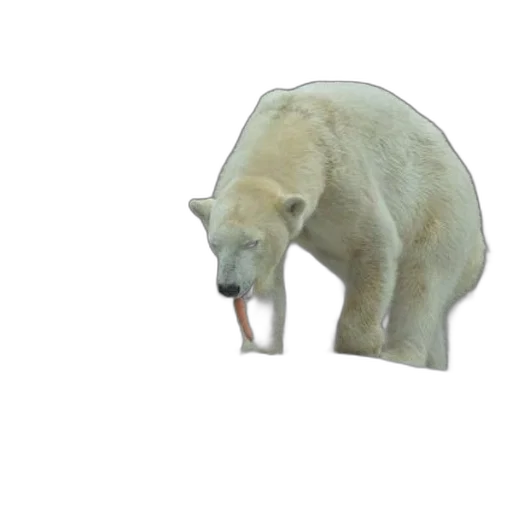 animal, creature, food, face transparent PNG cut-out