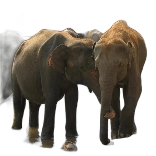 animal, concept art, photorealistic, 3d render transparent PNG cut-out
