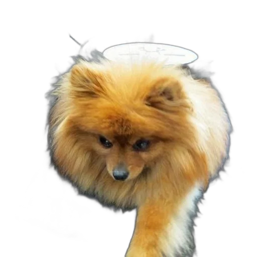 hair, animal, staff, umbrella transparent PNG cut-out