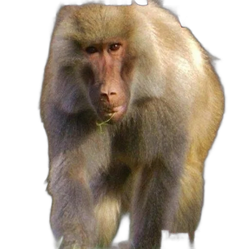 animal, creature, staff, face transparent PNG cut-out