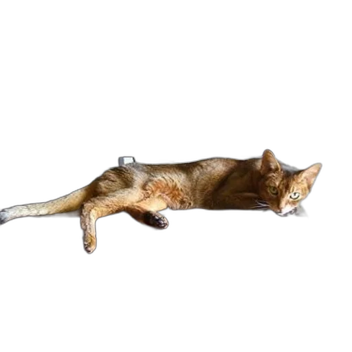 staff, animal, furniture, creature transparent PNG cut-out