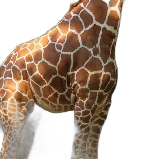 animal, creature, 3d render, photorealistic transparent PNG cut-out