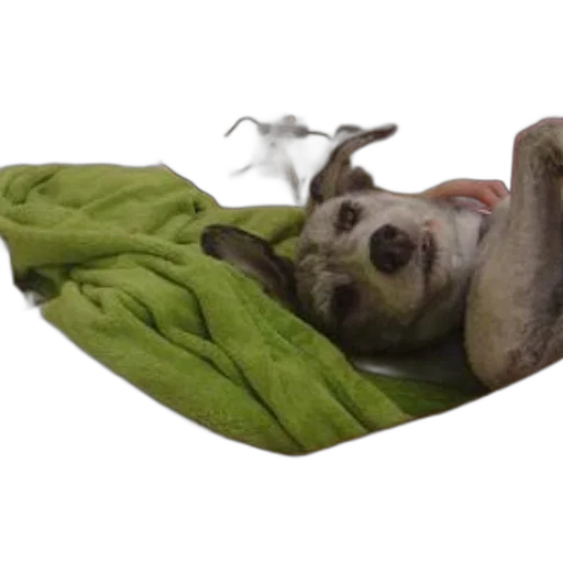 creature, animal, mask, staff transparent PNG cut-out