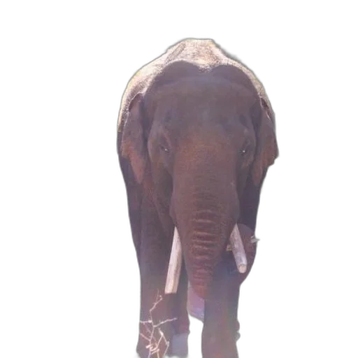 animal, staff, creature, face transparent PNG cut-out