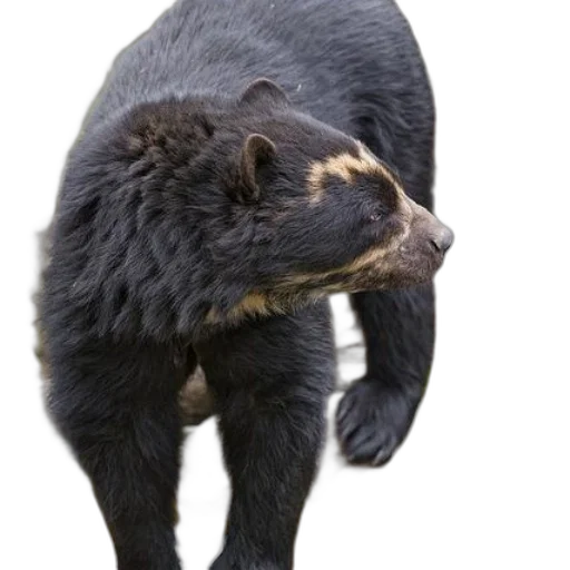 animal, creature, staff, face transparent PNG cut-out