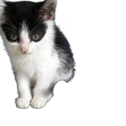 animal, staff, creature, weapon transparent PNG cut-out