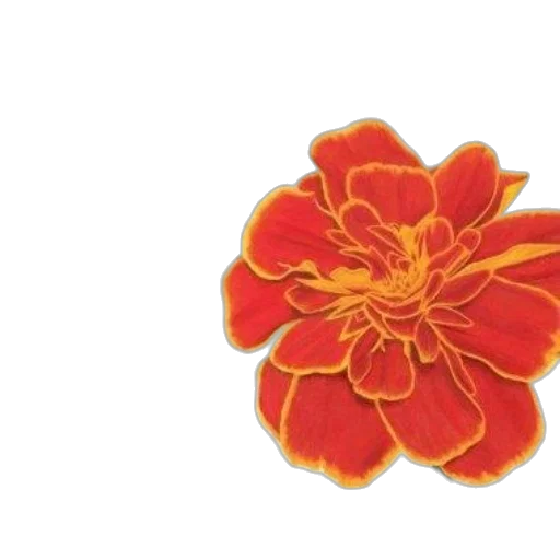 flower, crown, jewelry, staff transparent PNG cut-out