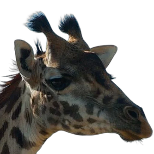 animal, face, creature, staff transparent PNG cut-out