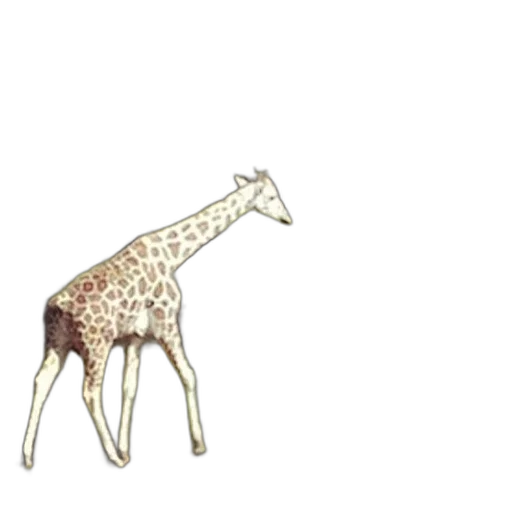 animal, jewelry, creature, staff transparent PNG cut-out