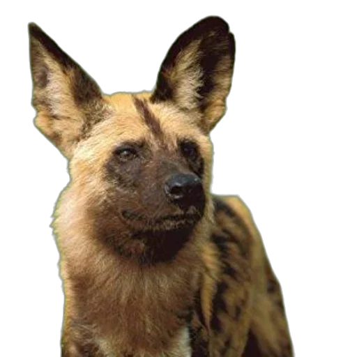 animal, staff, creature, face transparent PNG cut-out