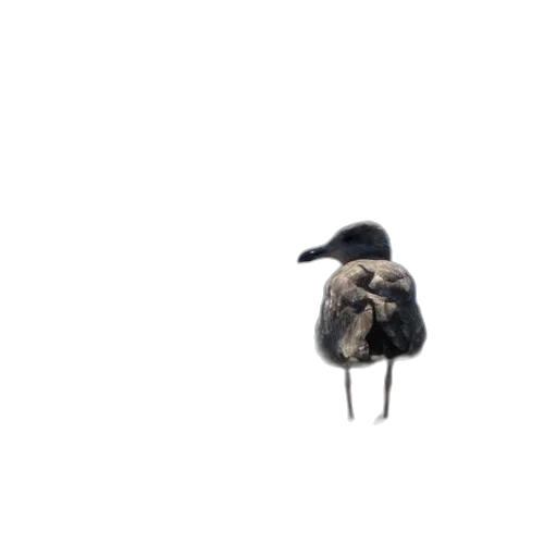 animal, jacket, hat, hair transparent PNG cut-out