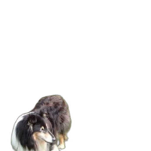 animal, creature, hair, hat transparent PNG cut-out
