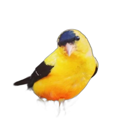 animal, hat, face, creature transparent PNG cut-out