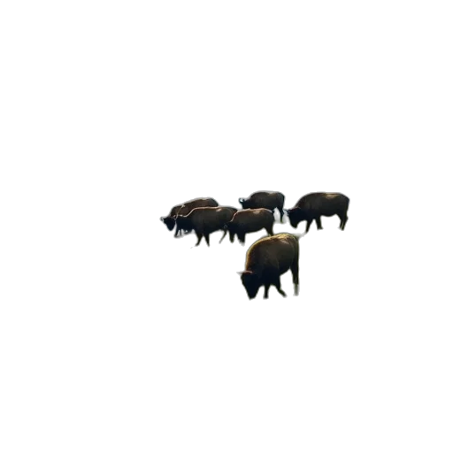 animal, jewelry, crown, creature transparent PNG cut-out