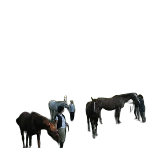 animal, staff, furniture, creature transparent PNG cut-out